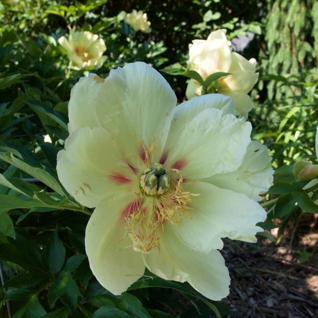 Peonia Itoh Viking Full Moon