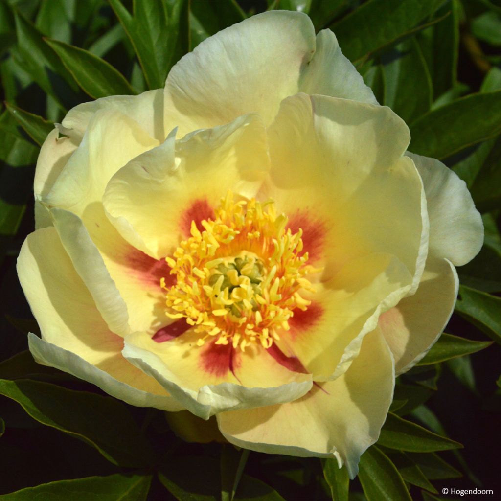Peonia Itoh Viking Full Moon