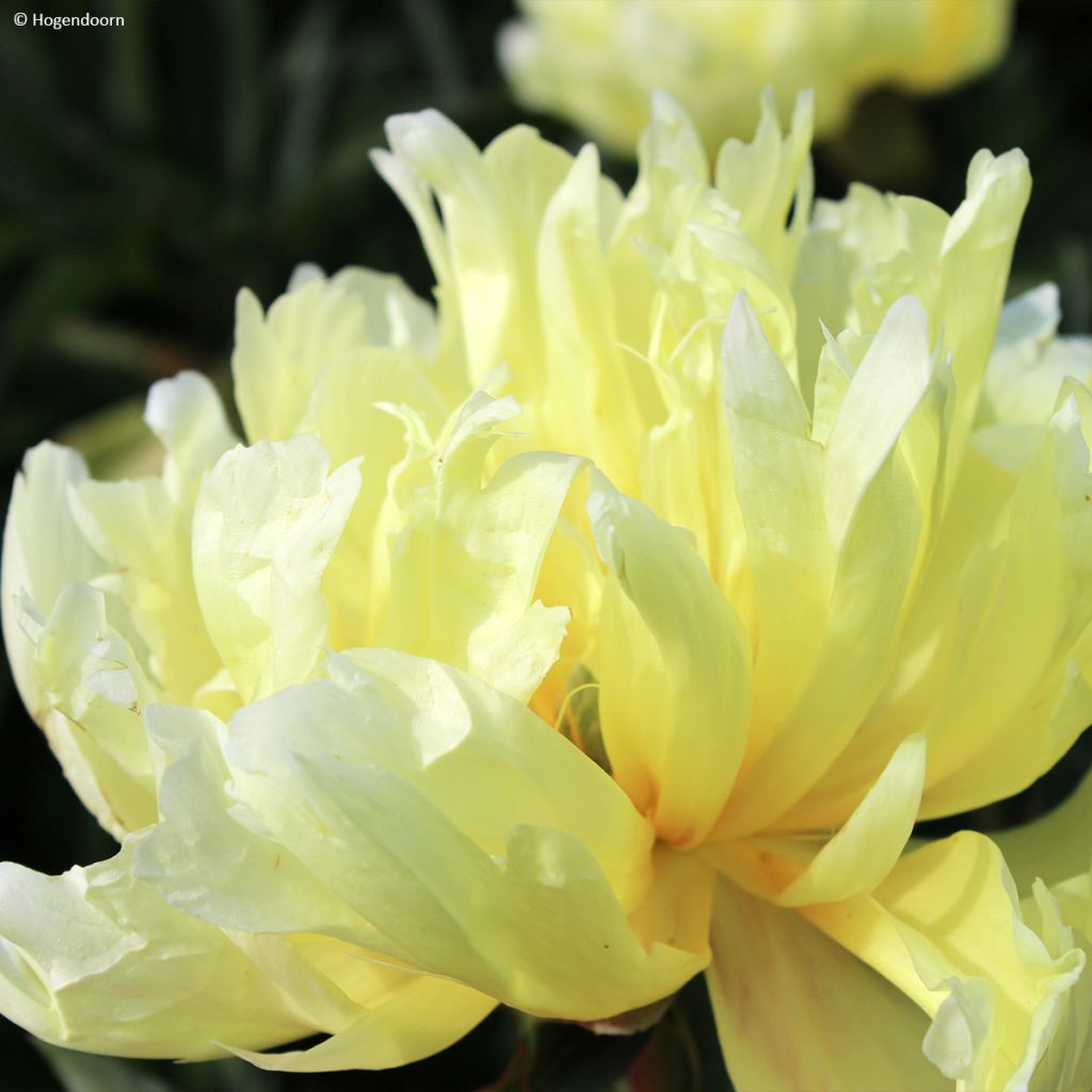 Peonia Itoh Viking Full Moon