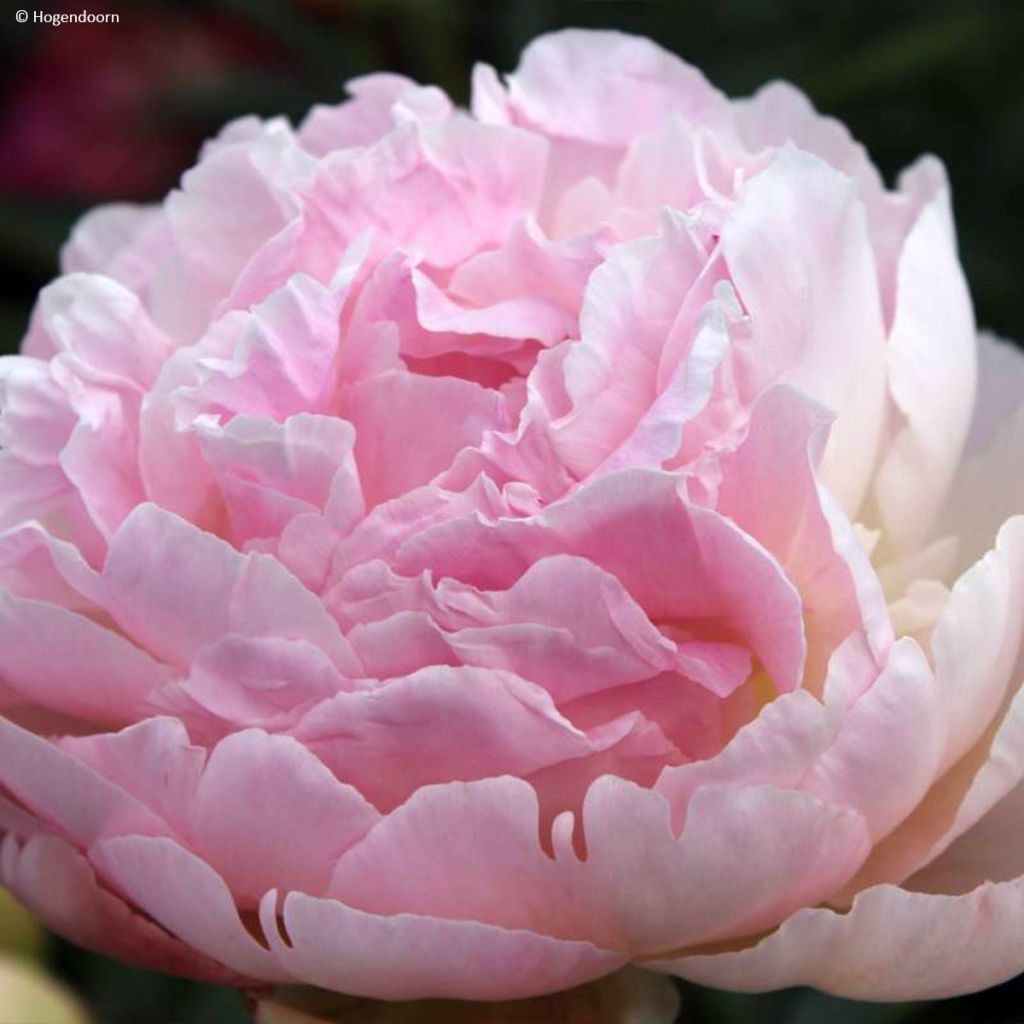 Peonia erbacea Albert Crousse