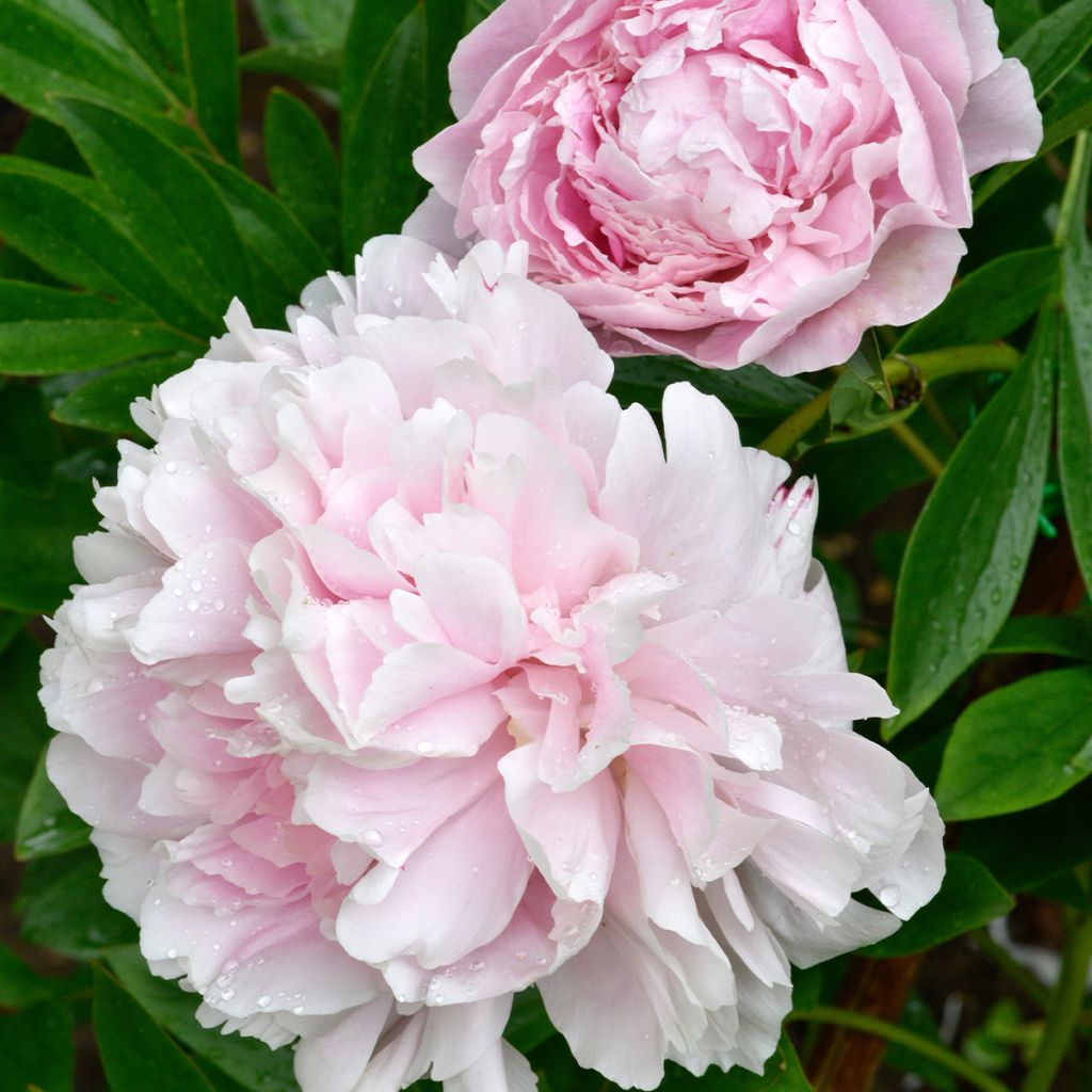 Peonia erbacea Alertie