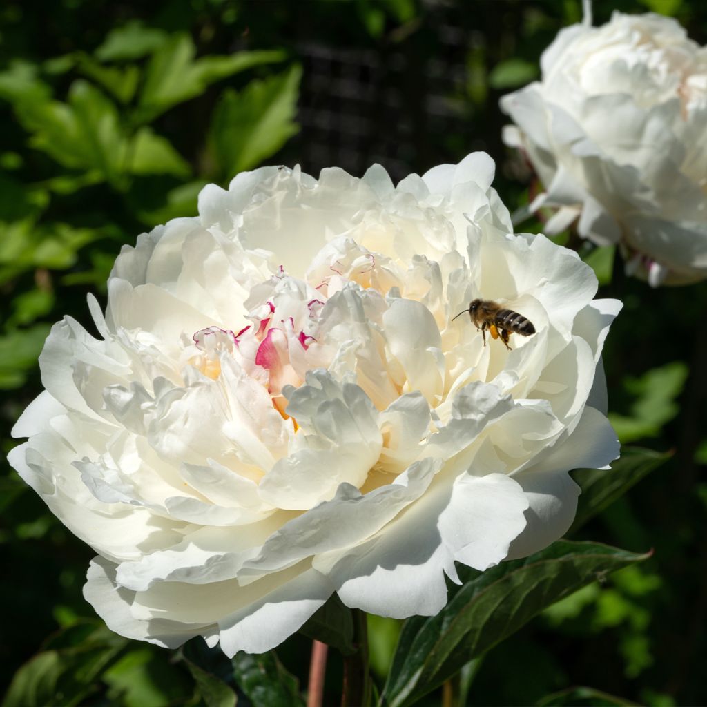 Peonia erbacea Boule de Neige
