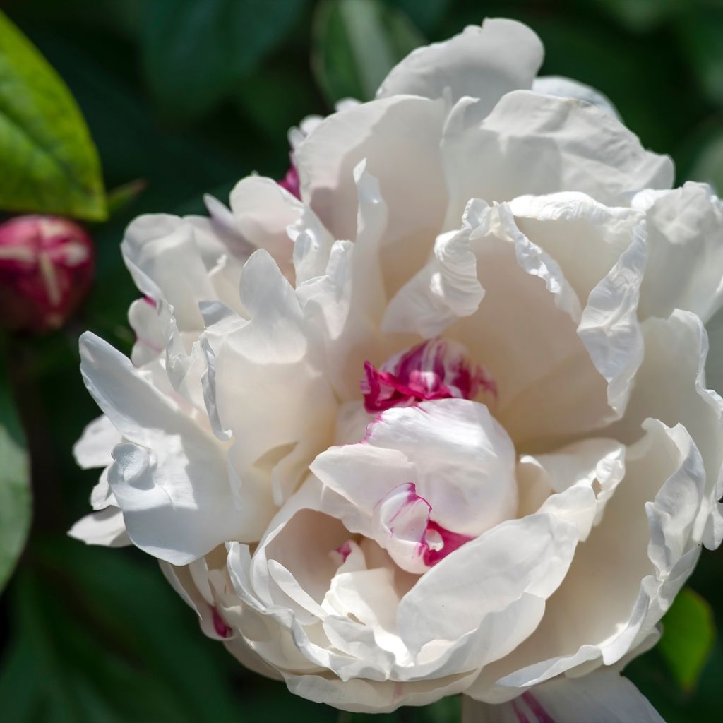 Peonia erbacea Boule de Neige