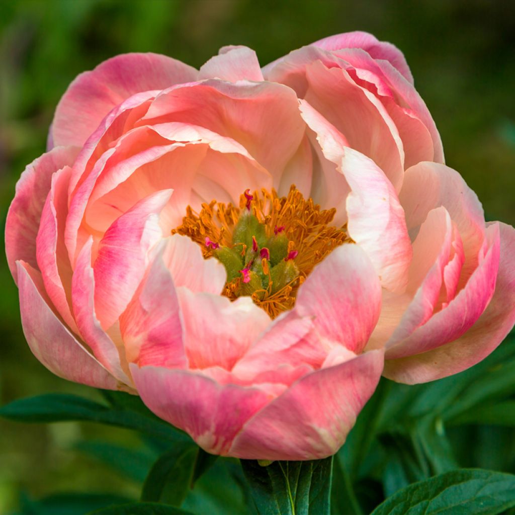 Peonia erbacea Coral Charm