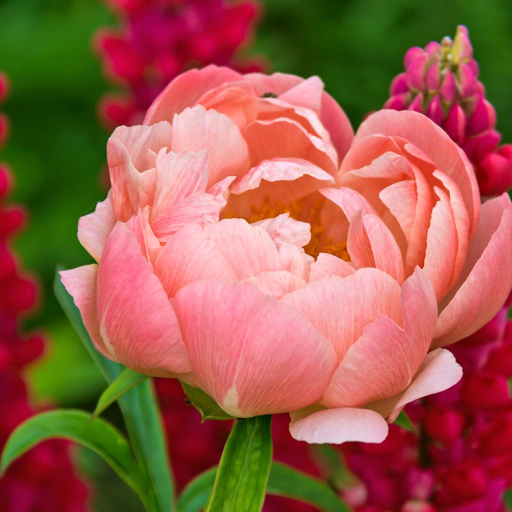 Peonia erbacea Coral Charm