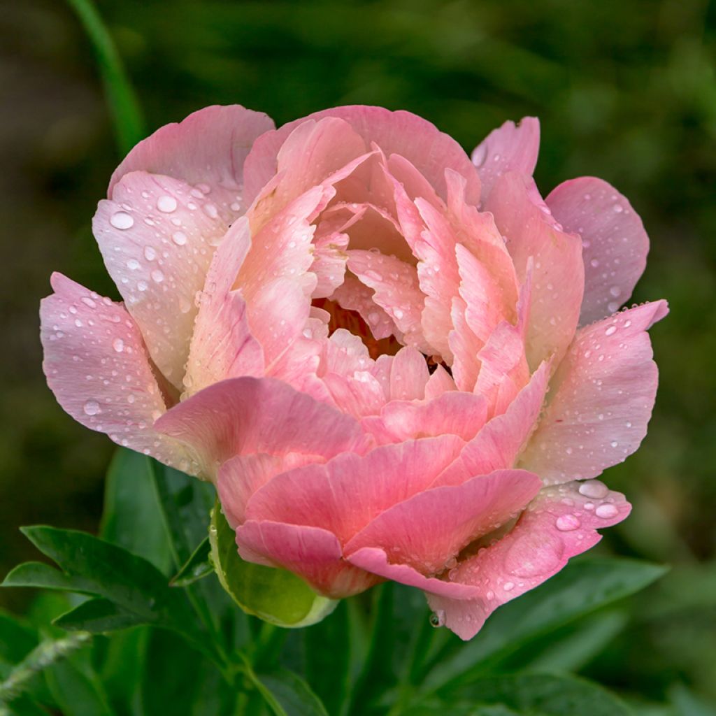 Peonia erbacea Coral Charm