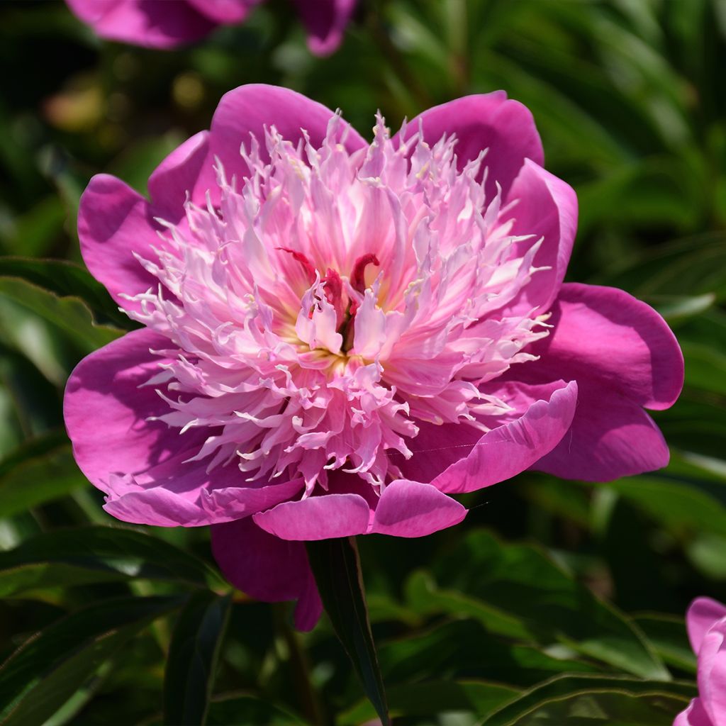 Peonia erbacea Fantastic