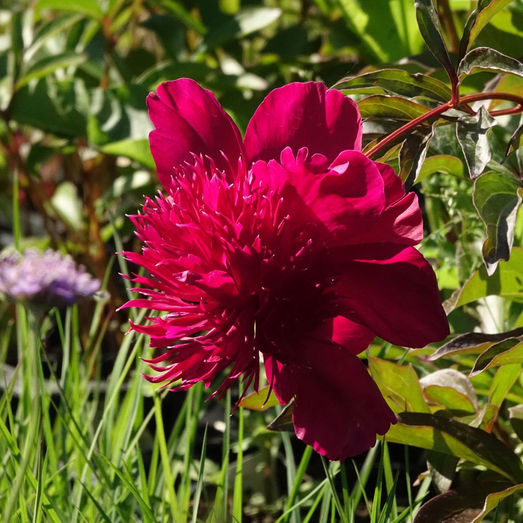 Peonia erbacea Inspecteur Lavergne