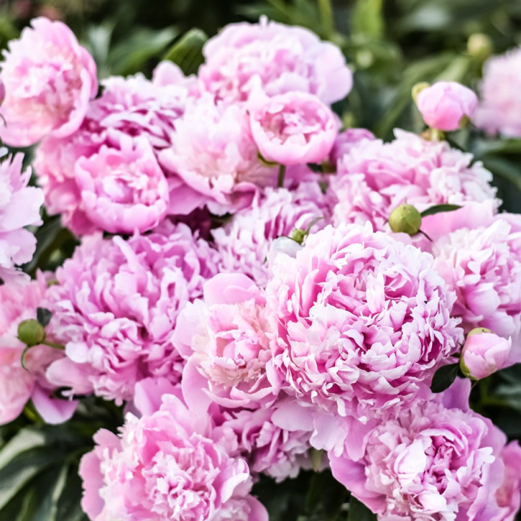 Peonia erbacea Monsieur Jules Elie