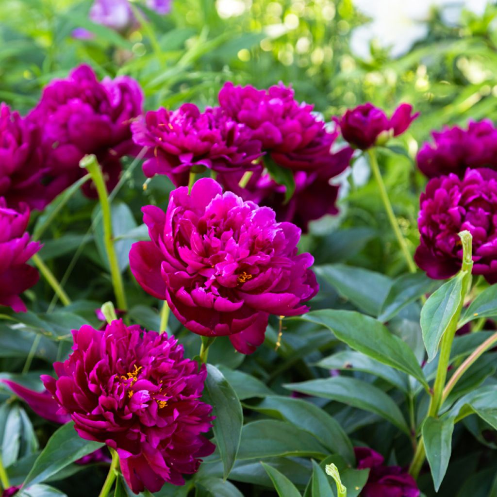 Peonia erbacea Peter Brand