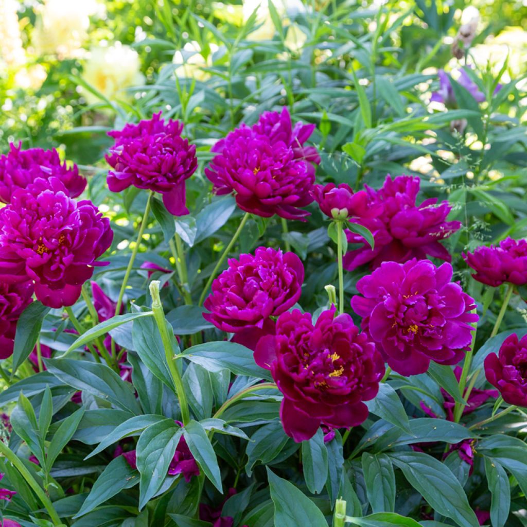 Peonia erbacea Peter Brand