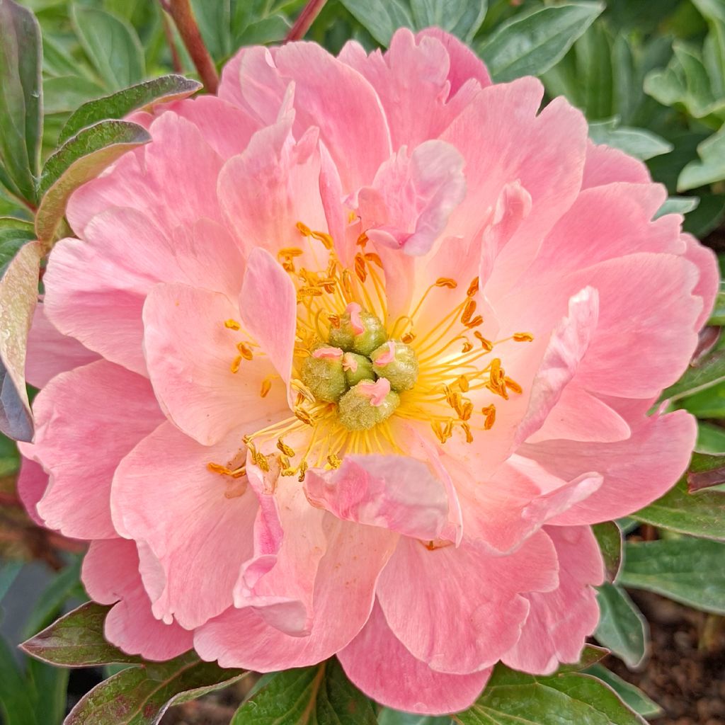 Peonia erbacea Pink Hawaiian Coral