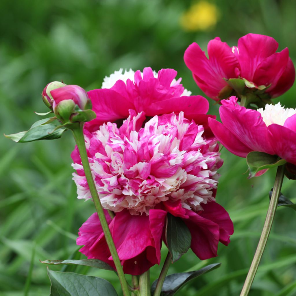 Peonia erbacea White Cap