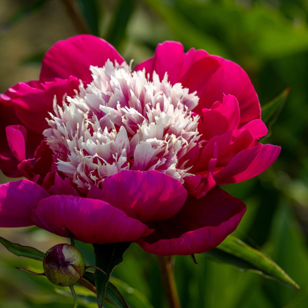 Peonia erbacea White Cap