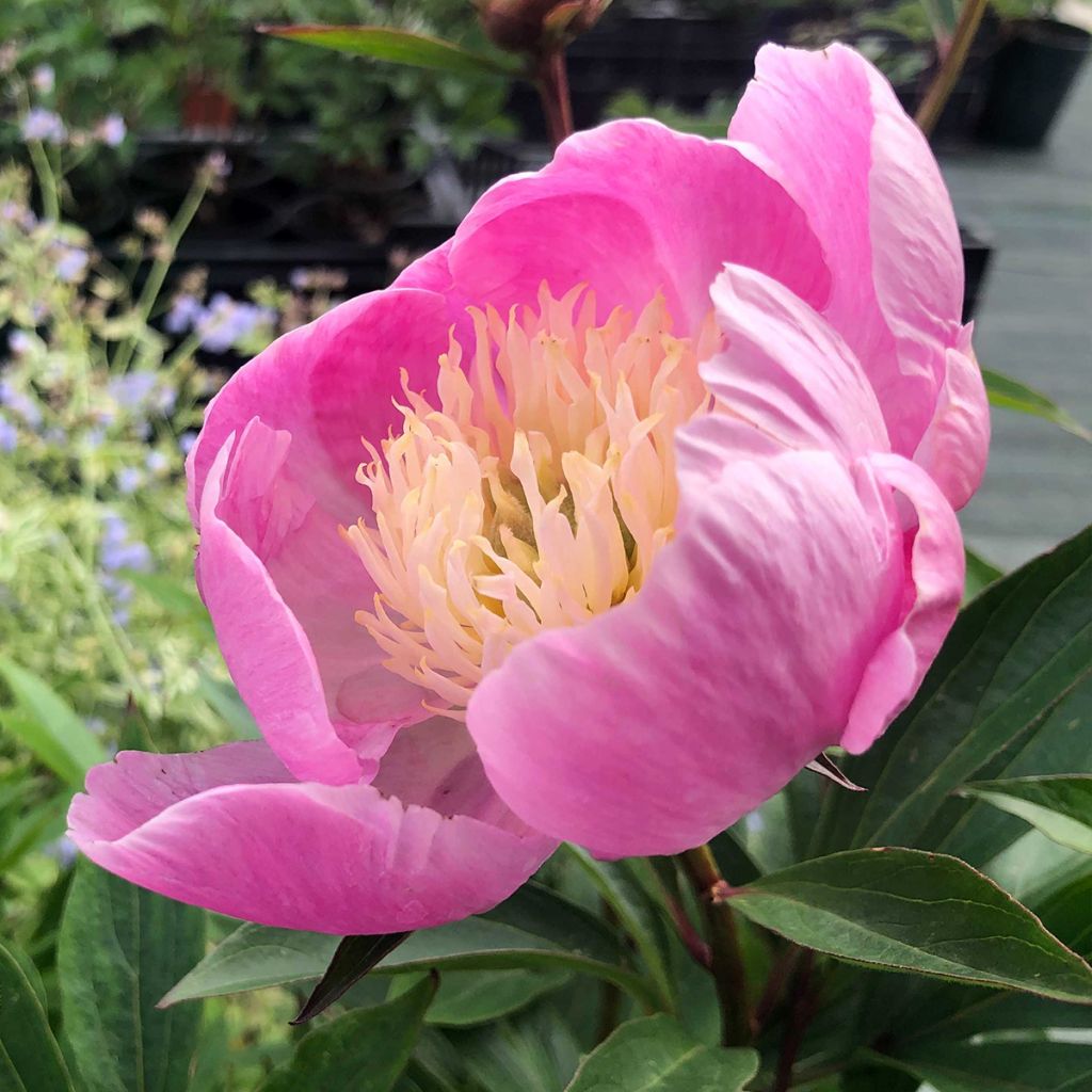 Peonia erbacea Bowl of Beauty