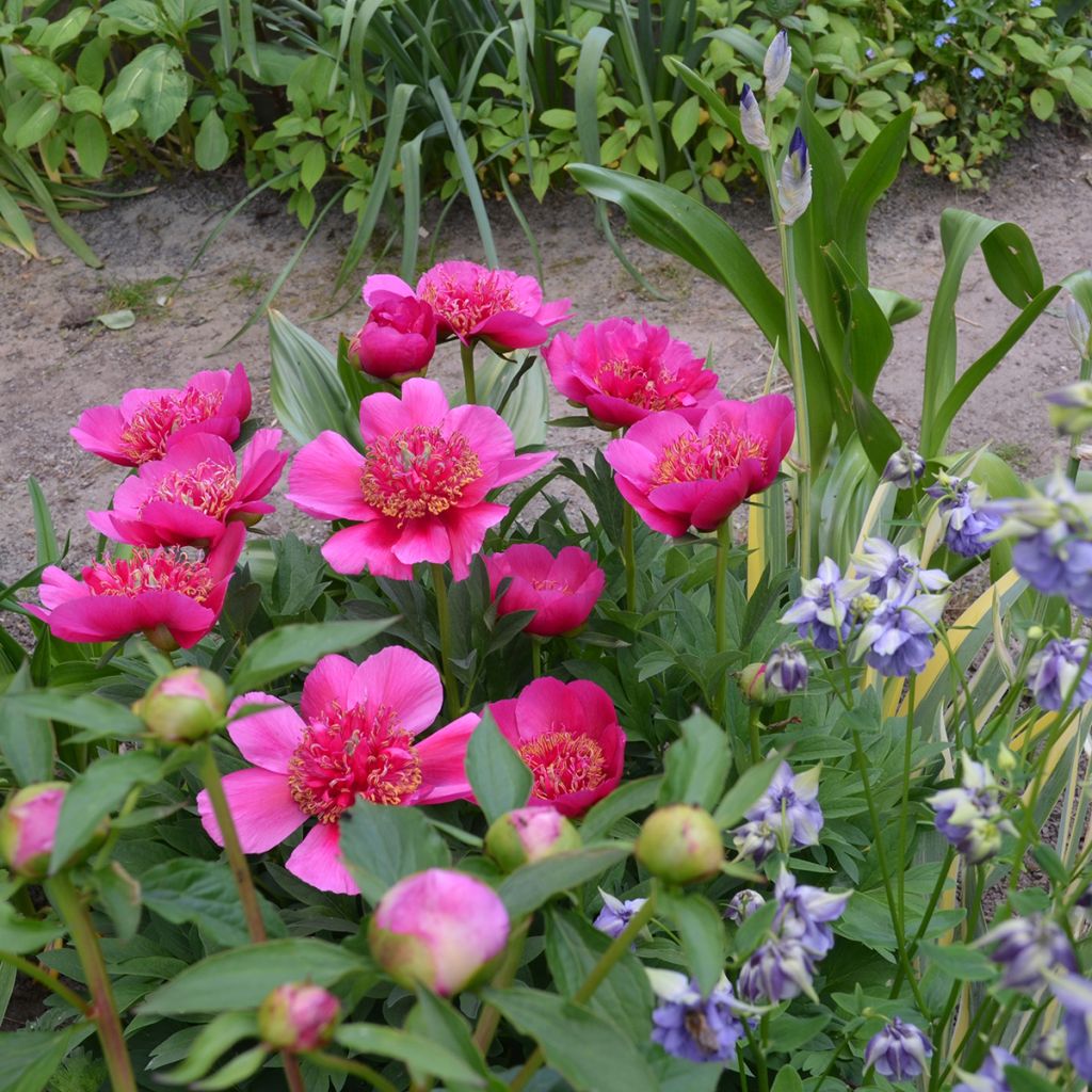 Paeonia officinalis Anemoniflora