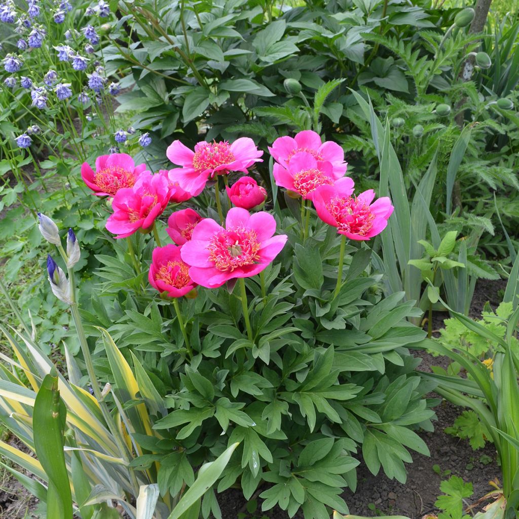 Paeonia officinalis Anemoniflora