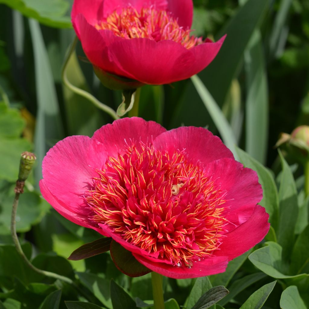 Paeonia officinalis Anemoniflora