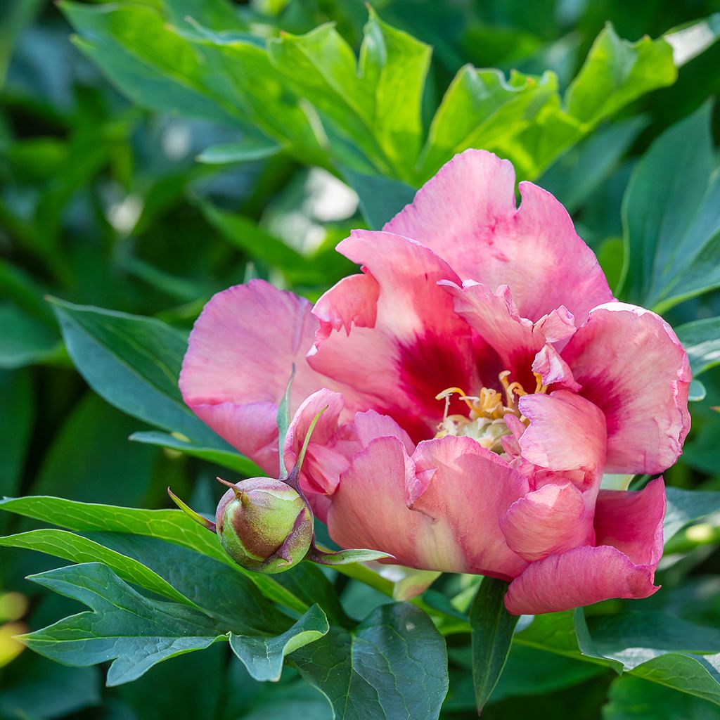 Peonia Itoh Old Rose Dandy