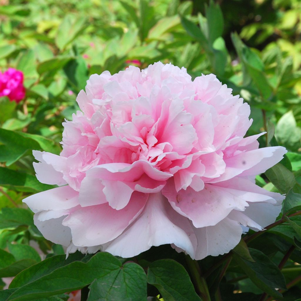 Peonia arborea Zhao Fen (Pink of the Past) - Paeonia suffruticosa