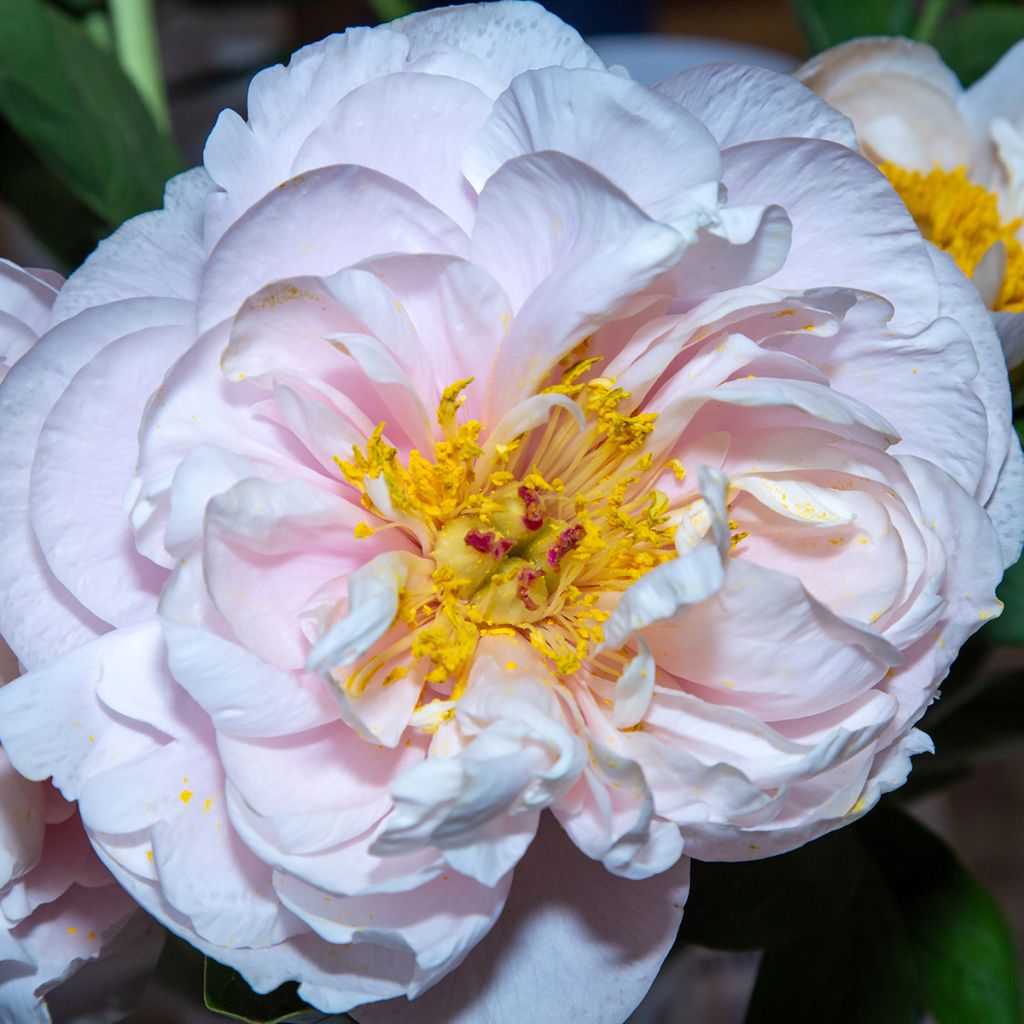 Peonia erbacea Blushing Princess