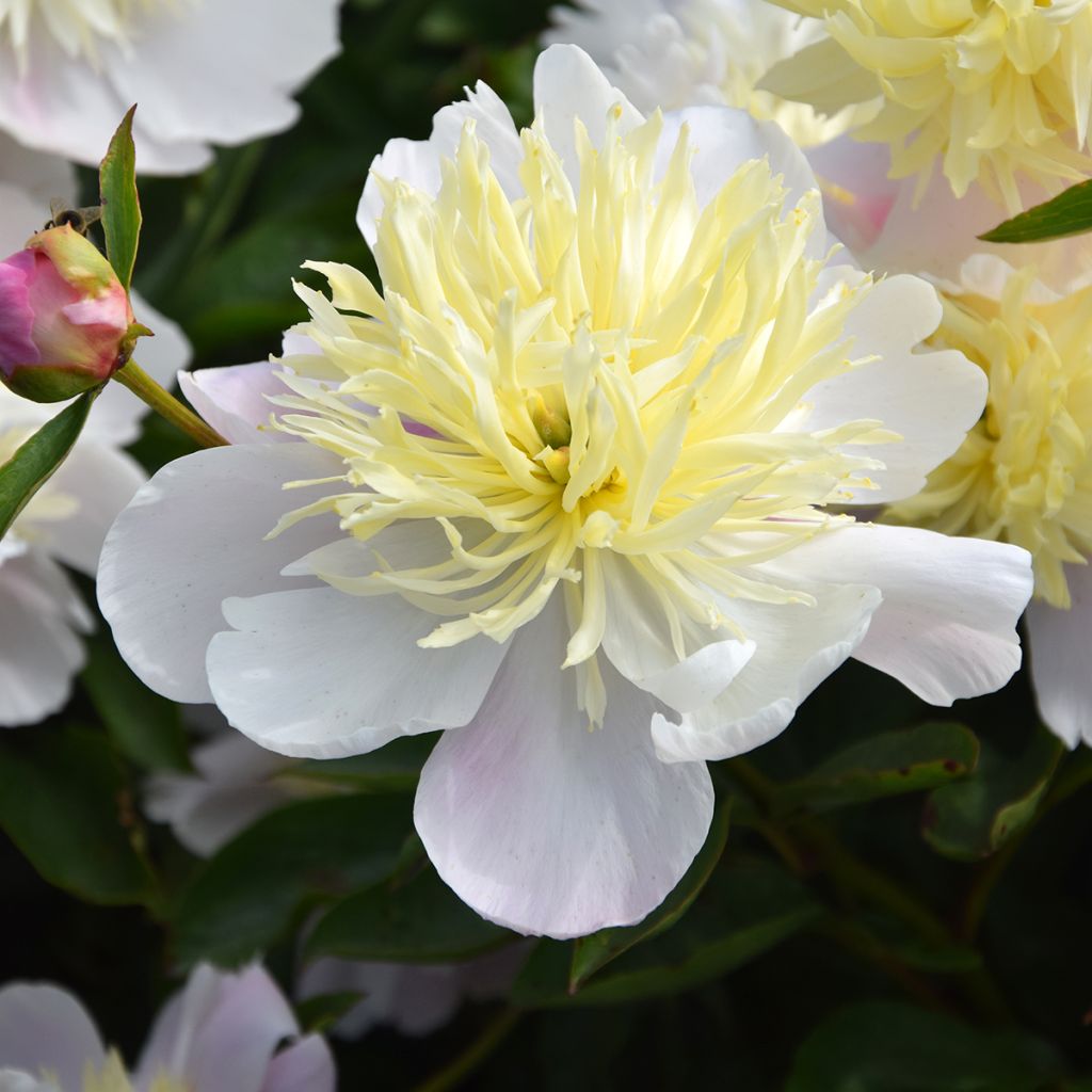 Peonia erbacea Butter Bowl