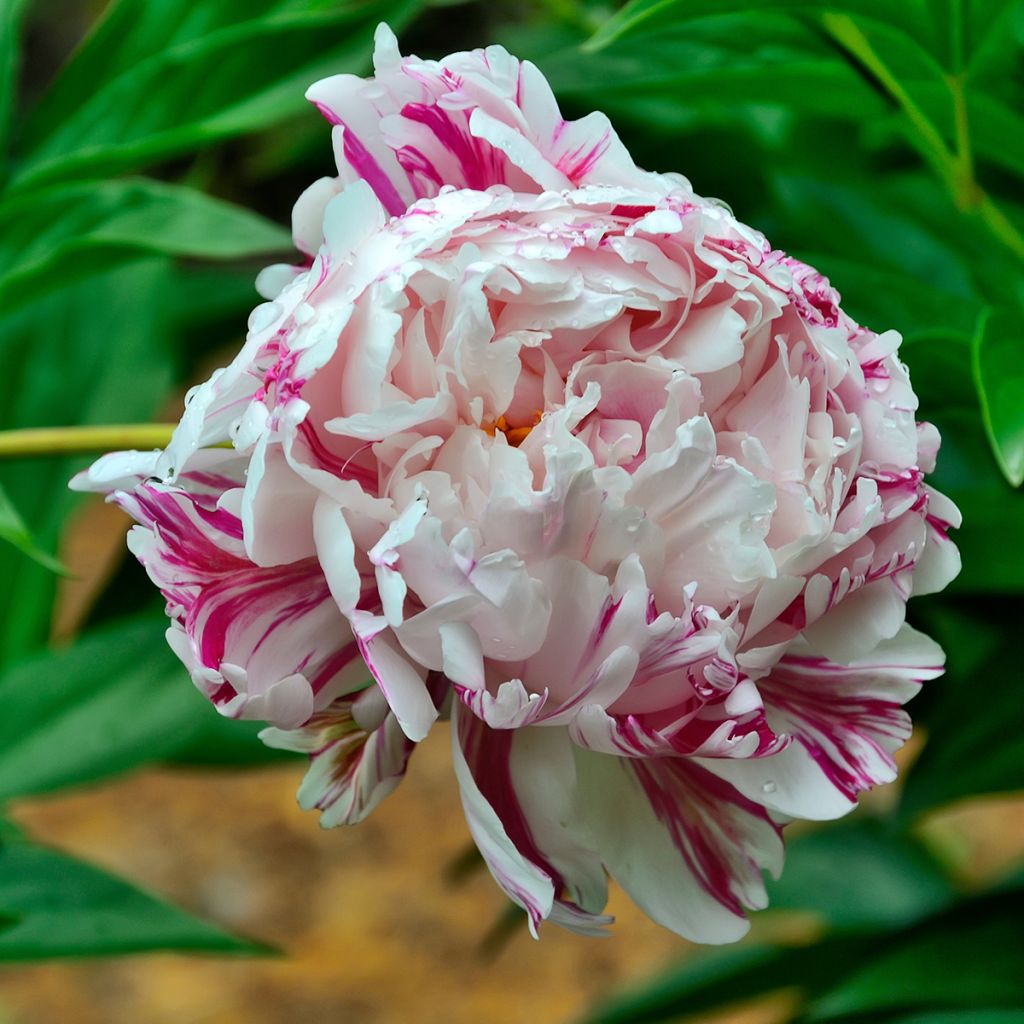 Peonia erbacea Candy Stripe
