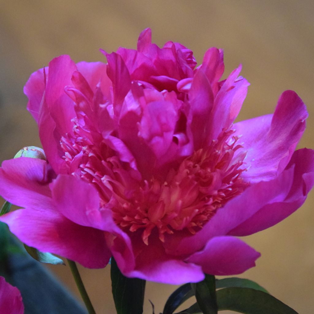 Peonia erbacea Sebastiaan Maas