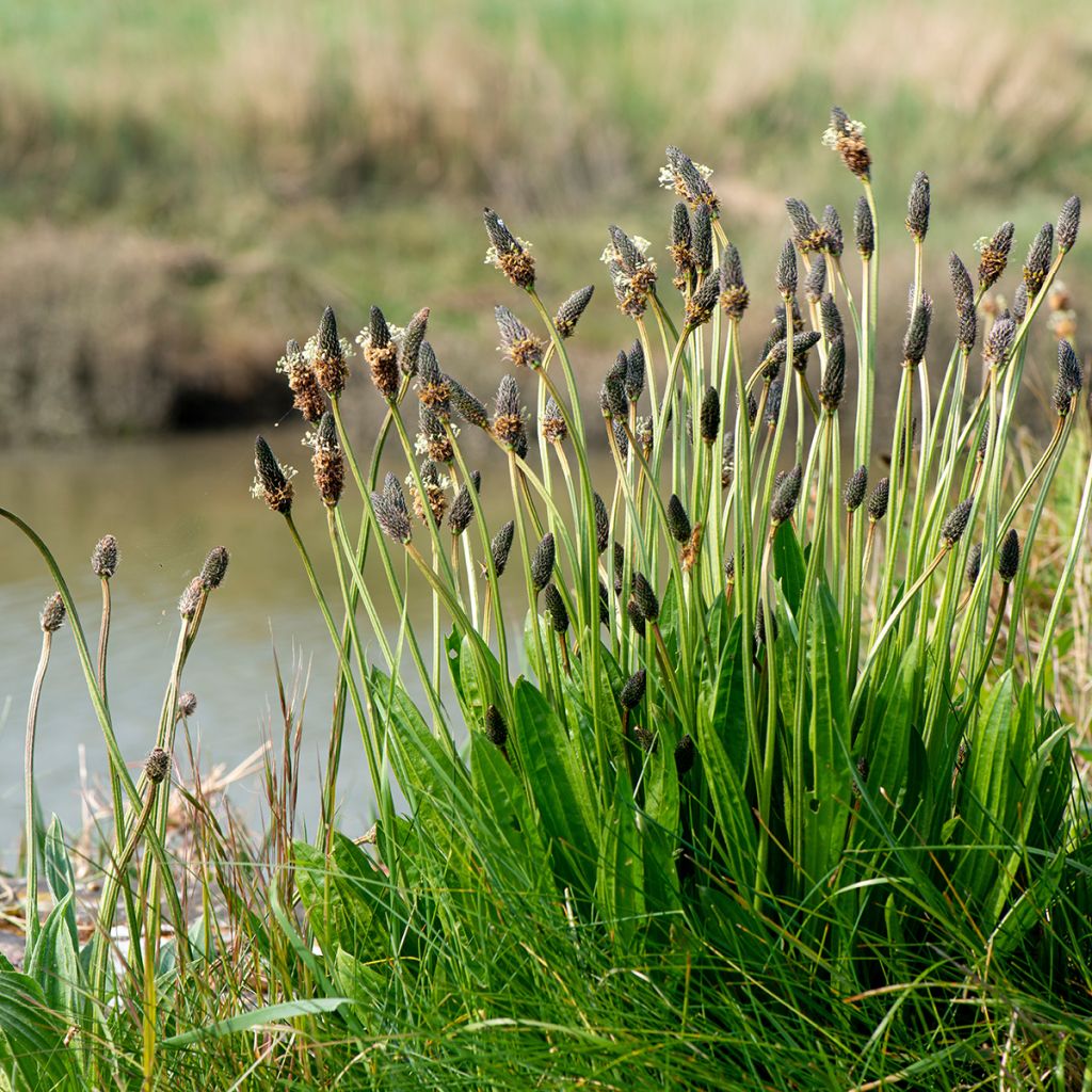 Plantago lanceolata Bio - Ferme de Sainte Marthe - Piantaggine