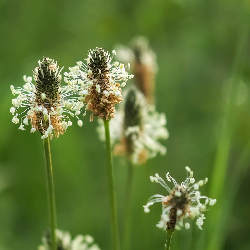 Plantago lanceolata Bio - Ferme de Sainte Marthe - Piantaggine