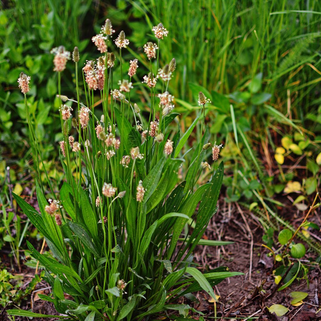 Plantago lanceolata Bio - Ferme de Sainte Marthe - Piantaggine