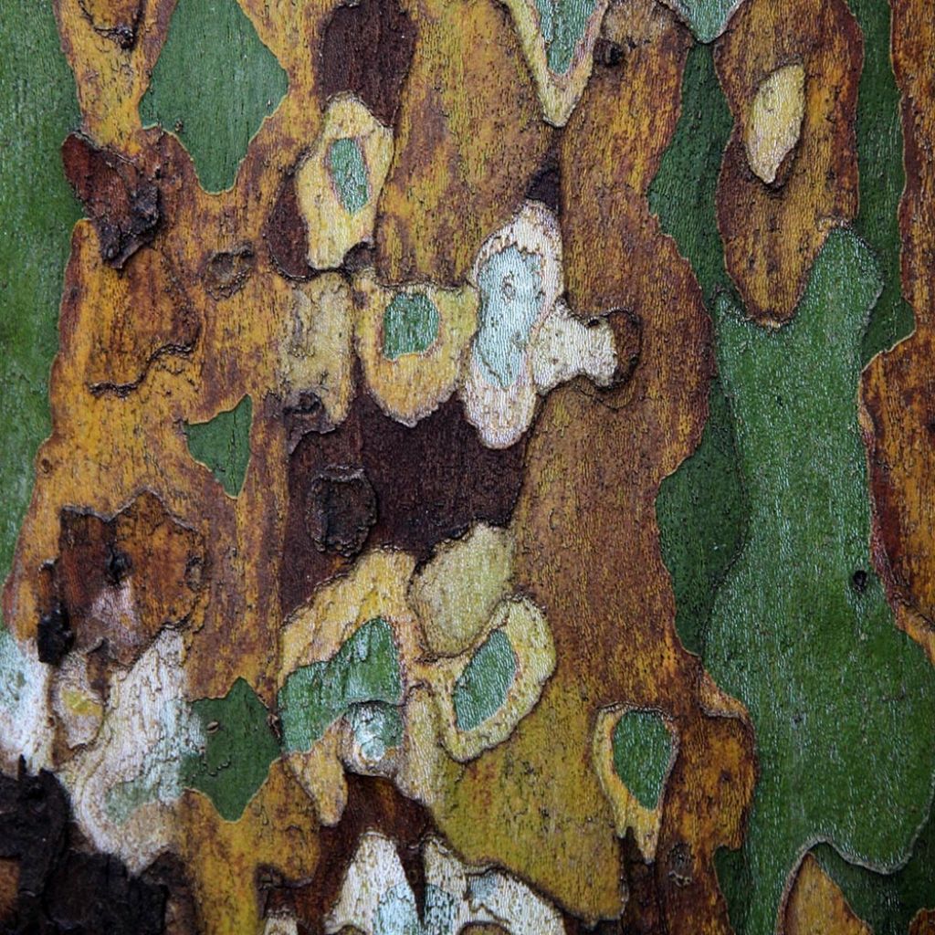 Platanus hispanica - Platano