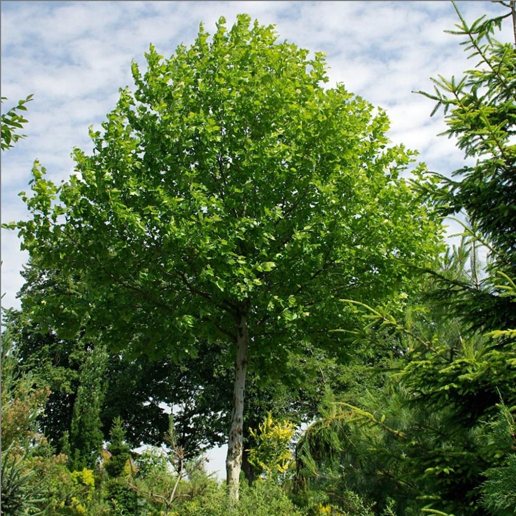 Platanus hispanica - Platano