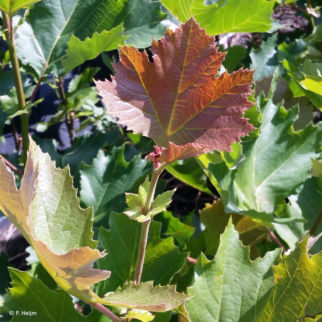 Platanus x hispanica Spartan - Platano