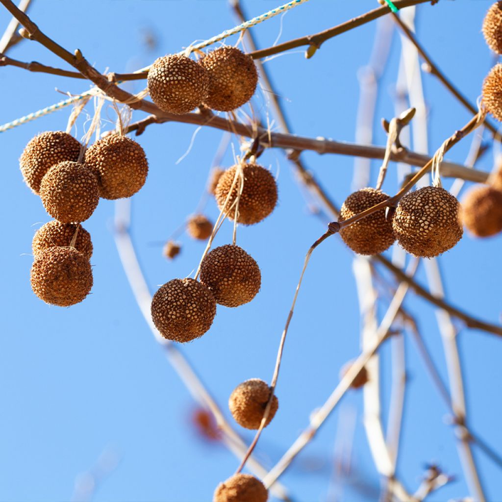 Platanus orientalis - Platano orientale