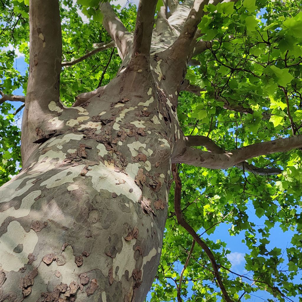 Platanus orientalis - Platano orientale