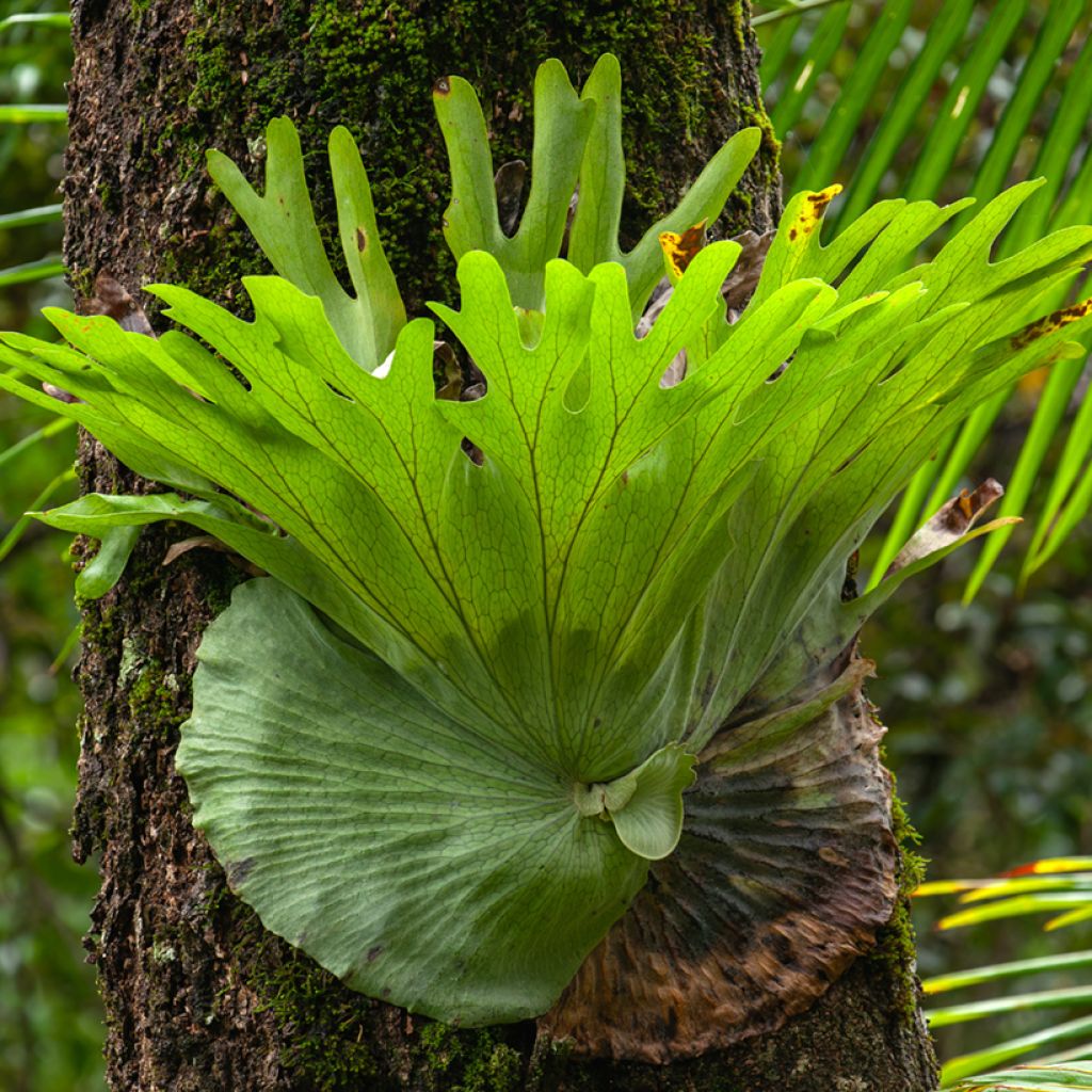 Platycerium alcicorne - Felce a corna di cervo