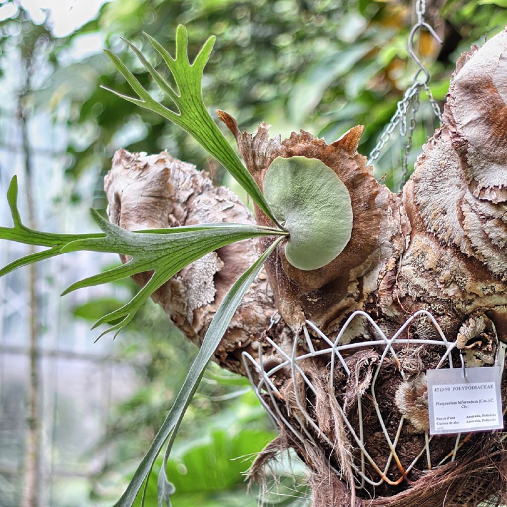 Platycerium bifurcatum - Felce a corna di cervo
