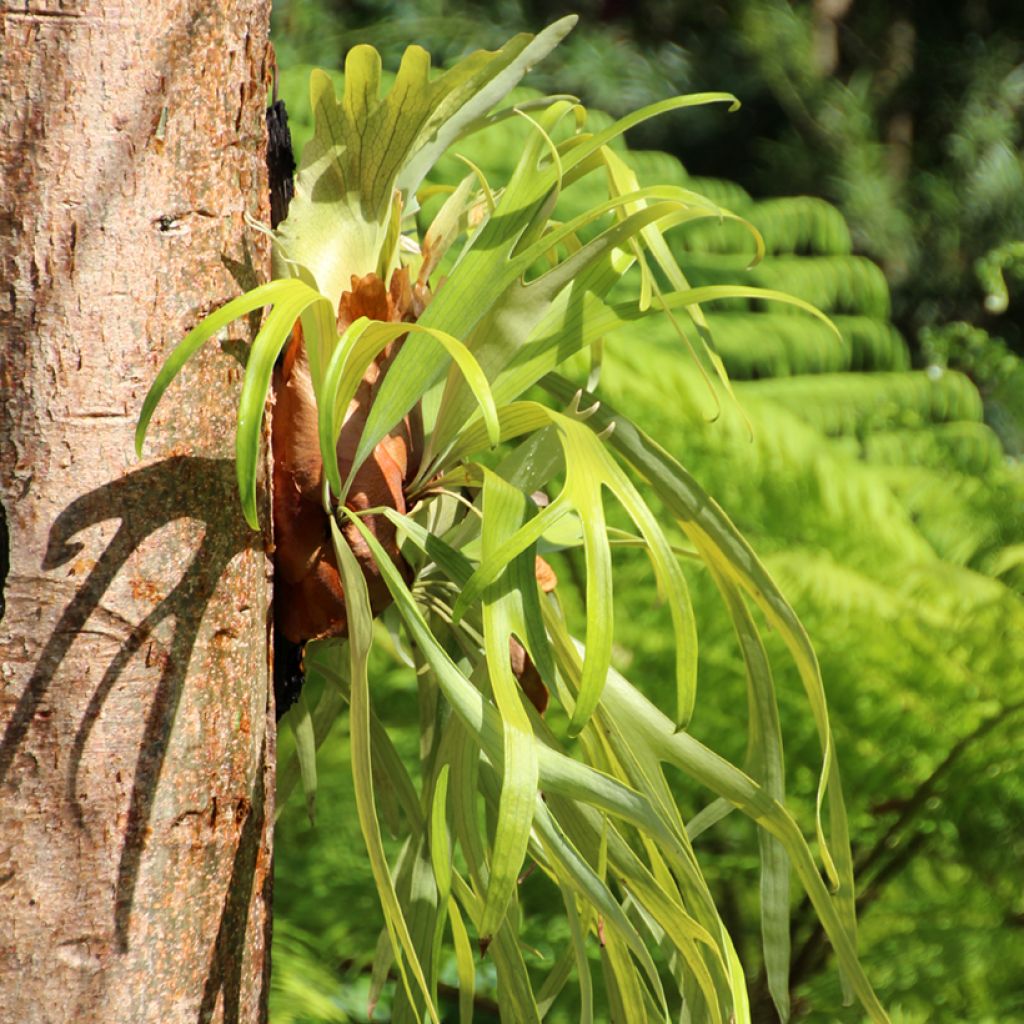 Platycerium bifurcatum - Felce a corna di cervo