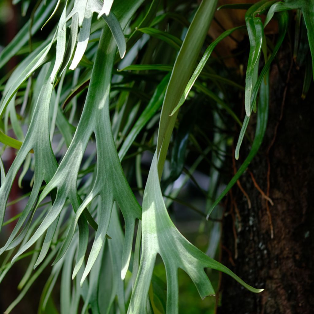 Platycerium bifurcatum - Felce a corna di cervo