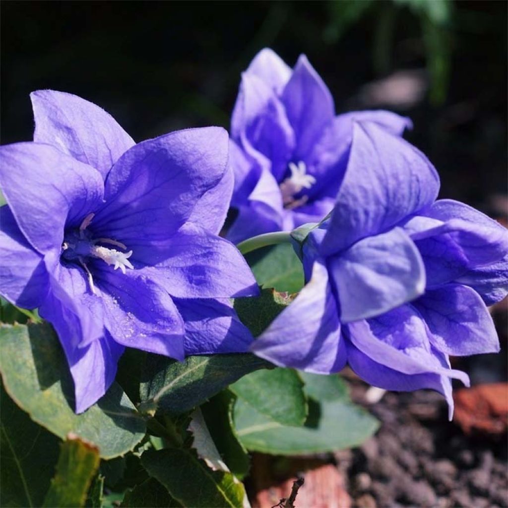 Platycodon grandiflorus Astra Blue - Campanula cinese