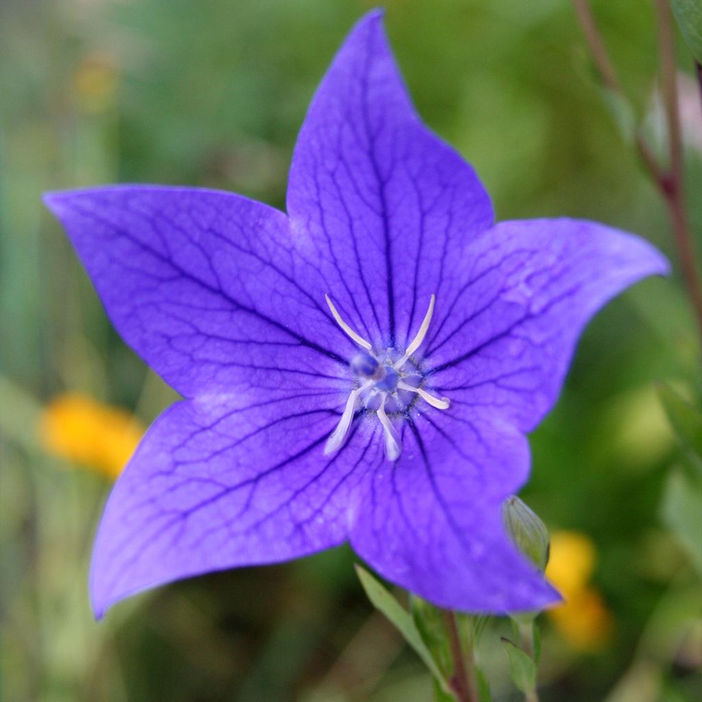 Platycodon grandiflorus Fuji Blue - Campanula cinese