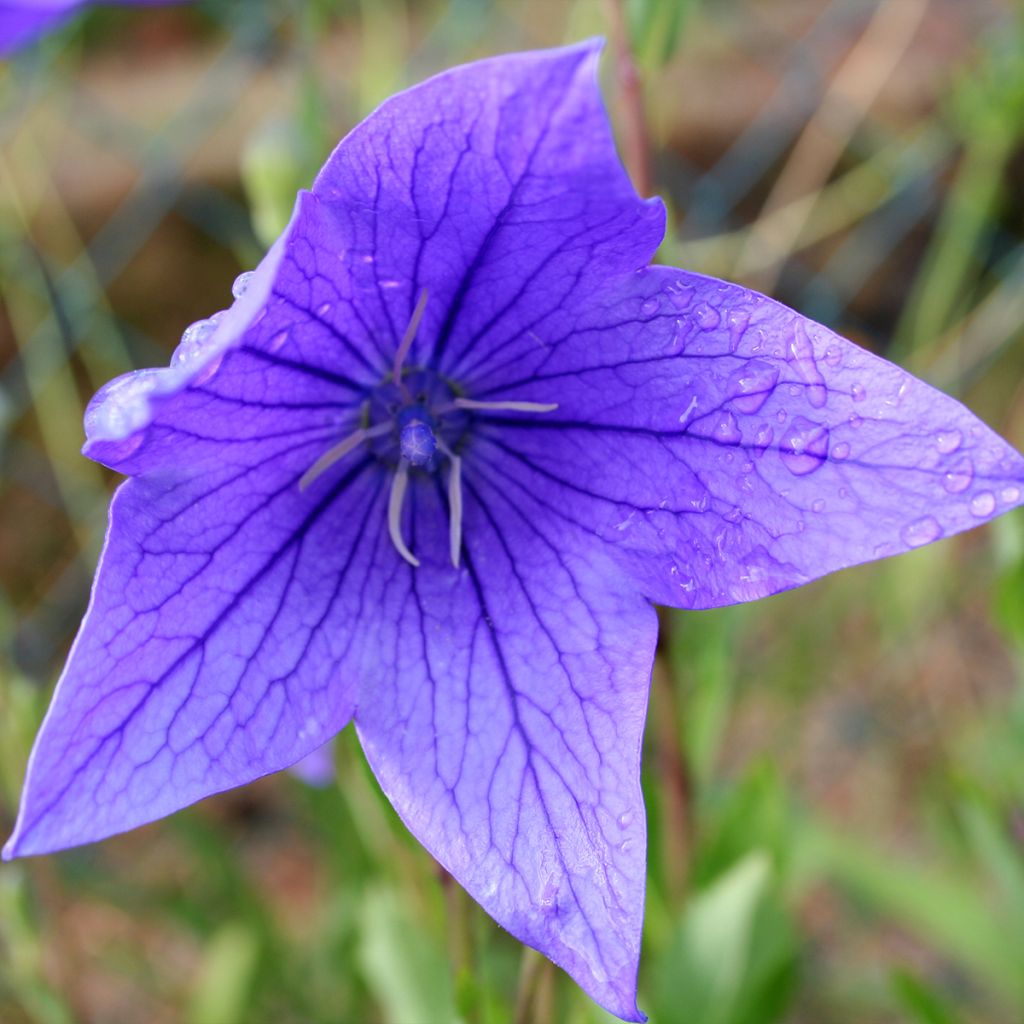 Platycodon grandiflorus Fuji Blue - Campanula cinese