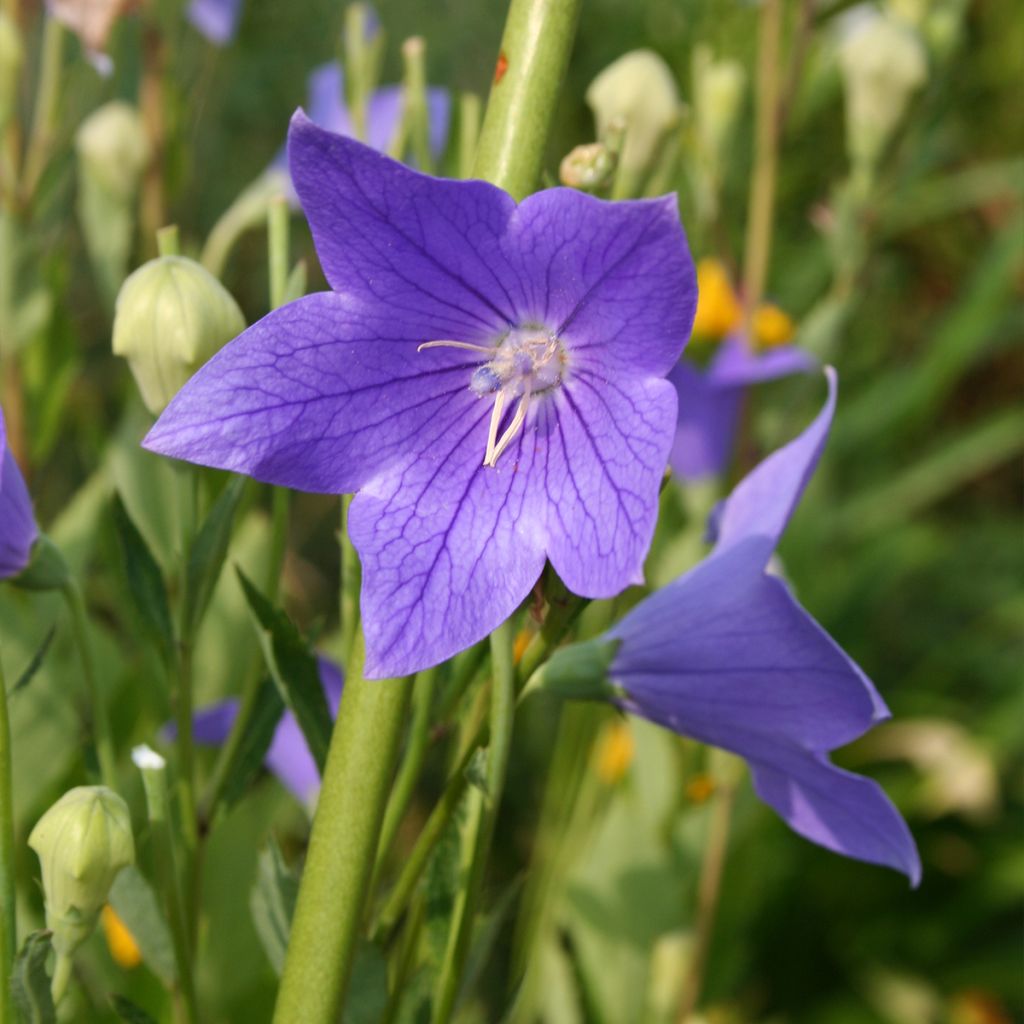 Platycodon grandiflorus Fuji Blue - Campanula cinese