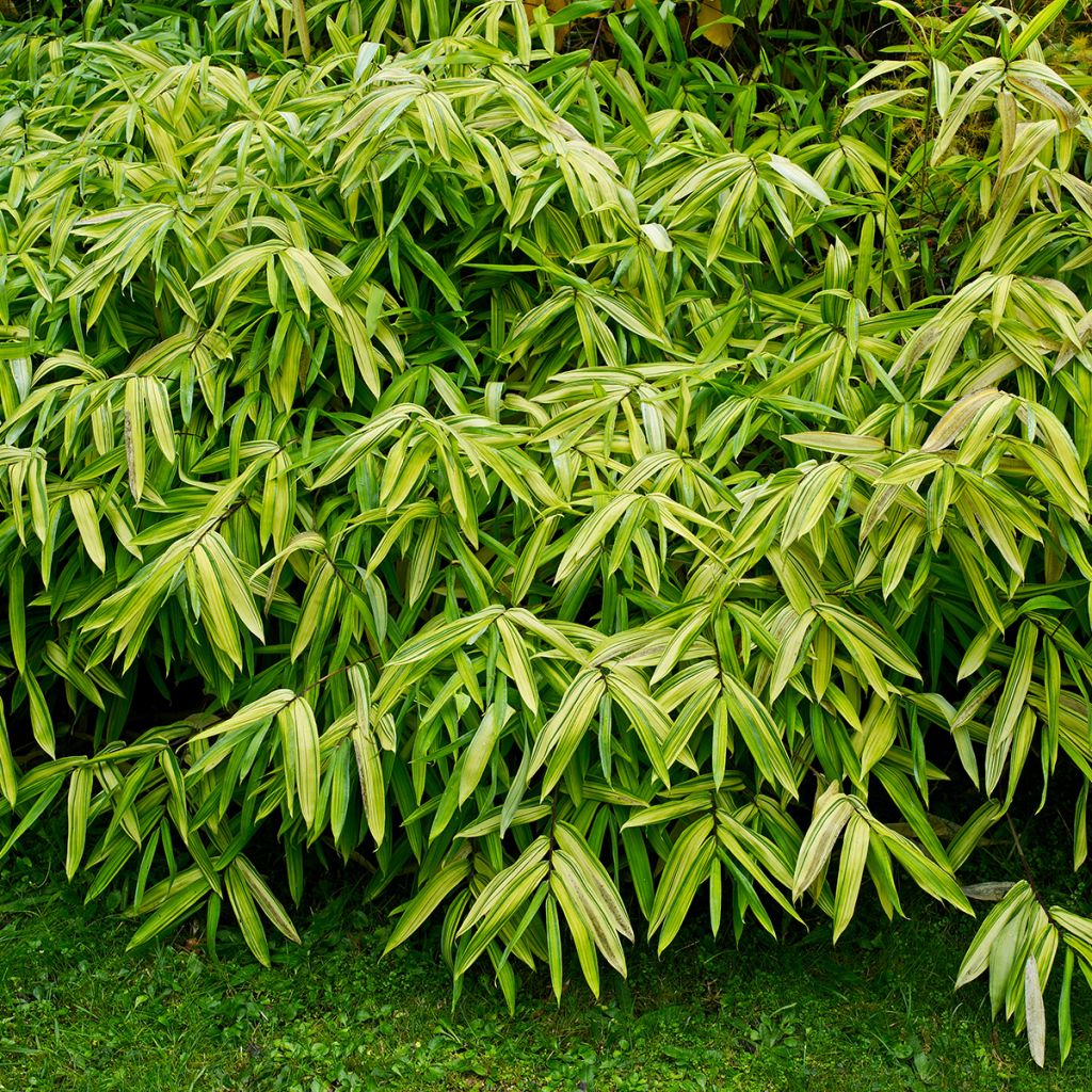 Pleioblastus auricomus - Bambù striato di verde