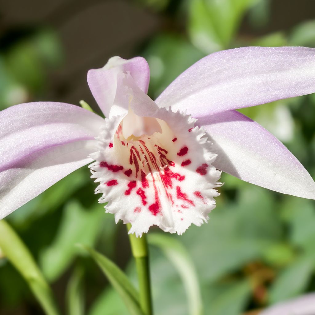Pleione Glacier Peak
