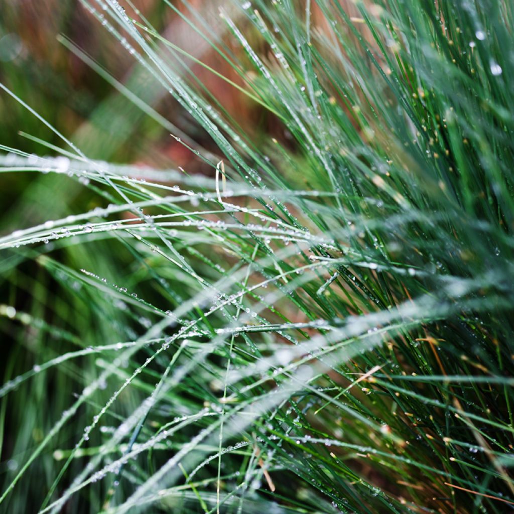 Poa glauca Blue Hills