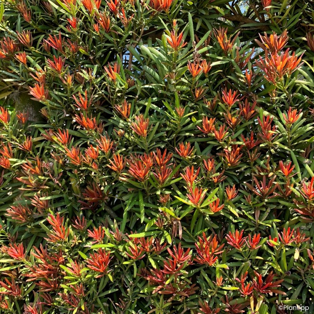 Podocarpus macrophyllus Mood Ring - Podocarpo