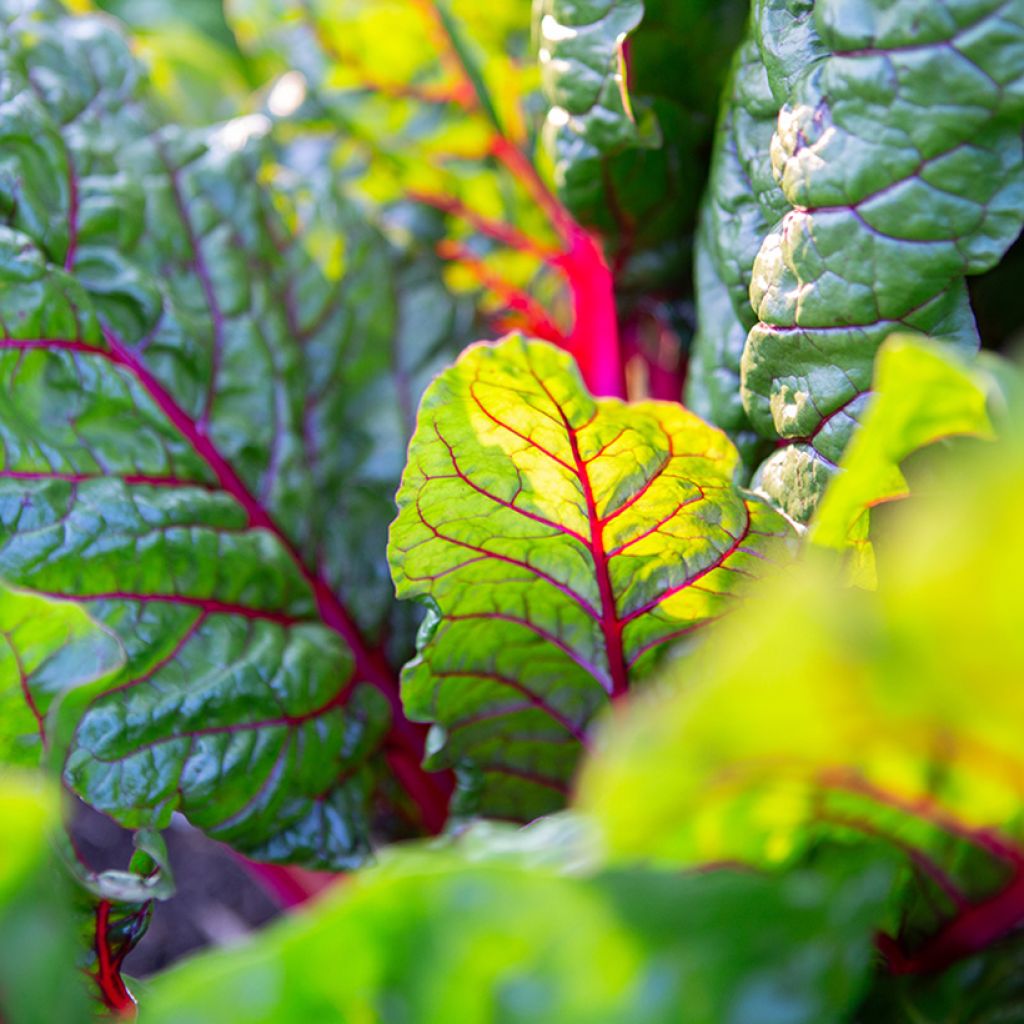 Bietola da costa Fireworks BIO