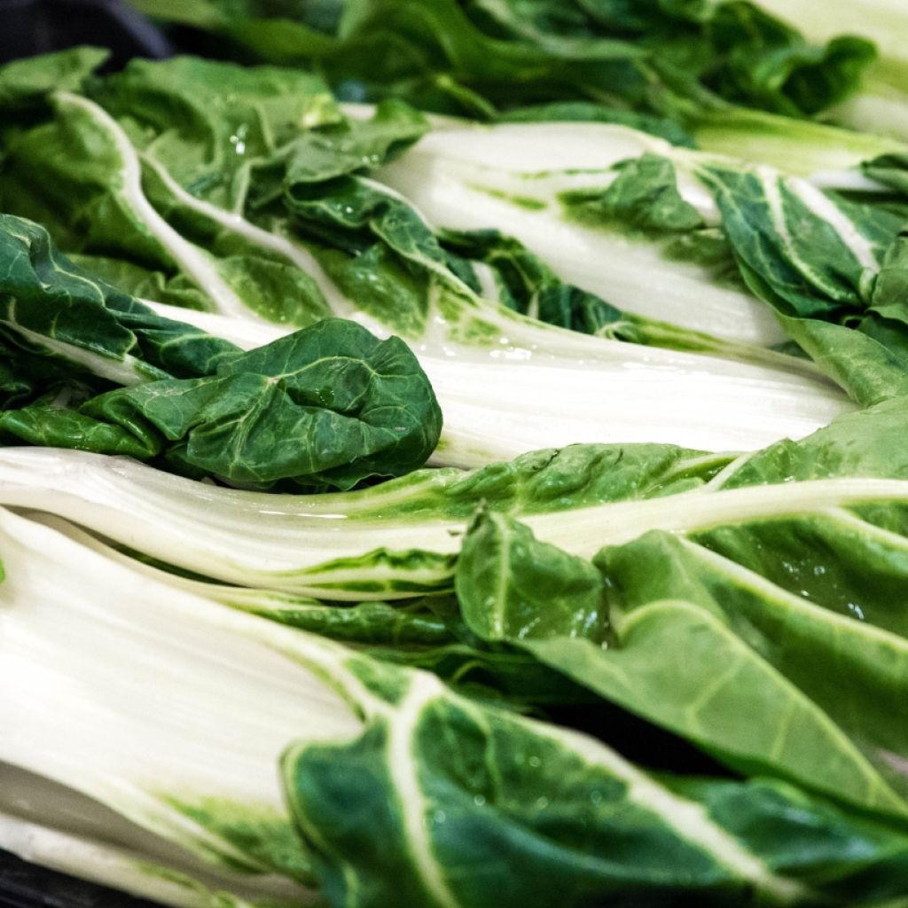 Bietola with White Rib 3 race B in seedlings